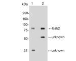 GAB2 Antibody in Western Blot (WB)