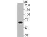 NEDD1 Antibody in Western Blot (WB)