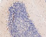 MYT1L Antibody in Immunohistochemistry (Paraffin) (IHC (P))