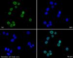 WWTR1 Antibody in Immunocytochemistry (ICC/IF)