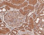 WWTR1 Antibody in Immunohistochemistry (Paraffin) (IHC (P))