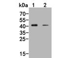 WWTR1 Antibody in Western Blot (WB)