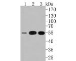 ATGL Antibody in Western Blot (WB)