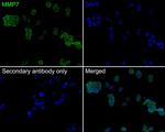 MMP7 Antibody in Immunocytochemistry (ICC/IF)