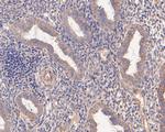 MMP7 Antibody in Immunohistochemistry (Paraffin) (IHC (P))