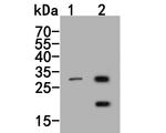 MMP7 Antibody in Western Blot (WB)