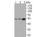 SOCS4 Antibody in Western Blot (WB)