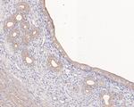 AMHR2 Antibody in Immunohistochemistry (Paraffin) (IHC (P))