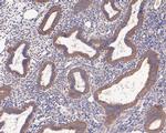 AMHR2 Antibody in Immunohistochemistry (Paraffin) (IHC (P))