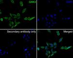 GRK3 Antibody in Immunocytochemistry (ICC/IF)