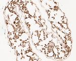 FAB1A Antibody in Immunohistochemistry (Paraffin) (IHC (P))