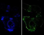 ARIH2 Antibody in Immunohistochemistry (Paraffin) (IHC (P))