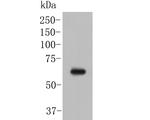 ARIH2 Antibody in Western Blot (WB)