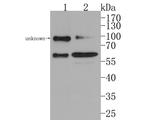 WASP Antibody in Western Blot (WB)