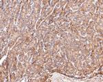 AOX1 Antibody in Immunohistochemistry (Paraffin) (IHC (P))