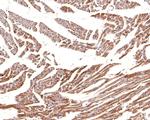 CNTFR Antibody in Immunohistochemistry (Paraffin) (IHC (P))