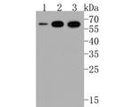 CNTFR Antibody in Western Blot (WB)