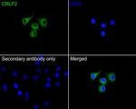 TSLP Receptor Antibody in Immunocytochemistry (ICC/IF)