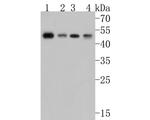 TSLP Receptor Antibody in Western Blot (WB)