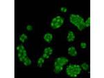 H3K4me1 Antibody in Immunocytochemistry (ICC/IF)