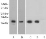 H3K4me1 Antibody in Western Blot (WB)