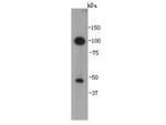 VEGFC Antibody in Western Blot (WB)