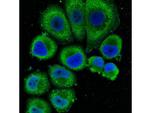 FGFR2 Antibody in Immunocytochemistry (ICC/IF)