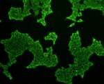 GPX1 Antibody in Immunocytochemistry (ICC/IF)