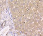 GPX1 Antibody in Immunohistochemistry (Paraffin) (IHC (P))