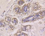 GPX1 Antibody in Immunohistochemistry (Paraffin) (IHC (P))