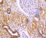 GPX1 Antibody in Immunohistochemistry (Paraffin) (IHC (P))