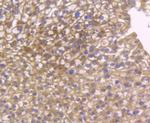 GPX1 Antibody in Immunohistochemistry (Paraffin) (IHC (P))