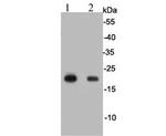 GPX1 Antibody in Western Blot (WB)