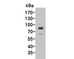 ASH2L Antibody in Western Blot (WB)