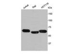 Lamin B2 Antibody in Western Blot (WB)