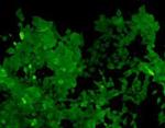 Cas9 Antibody in Immunocytochemistry (ICC/IF)