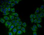 HSPA9 Antibody in Immunocytochemistry (ICC/IF)