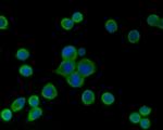 HSPA9 Antibody in Immunocytochemistry (ICC/IF)