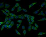 HSPA9 Antibody in Immunocytochemistry (ICC/IF)