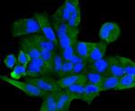 FPR2 Antibody in Immunocytochemistry (ICC/IF)