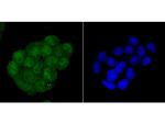 WDR5 Antibody in Immunocytochemistry (ICC/IF)