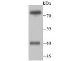 WDR5 Antibody in Western Blot (WB)