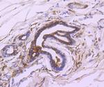 FASN Antibody in Immunohistochemistry (Paraffin) (IHC (P))