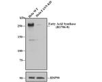 FASN Antibody in Western Blot (WB)