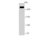 FASN Antibody in Western Blot (WB)