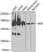 Bcr Antibody in Western Blot (WB)