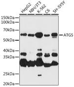 ATG5 Antibody in Western Blot (WB)