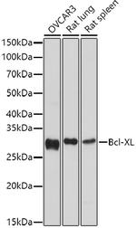 BCL-XL Antibody in Western Blot (WB)