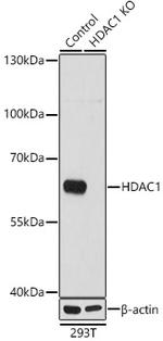 HDAC1 Antibody in Western Blot (WB)