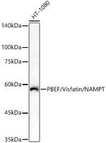 NAMPT Antibody in Western Blot (WB)